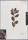 Foto von Salix cinerea L.
